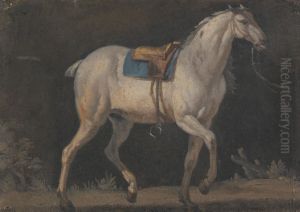 Saddled Gray Horse Walking Saddled Gray Horse Walking