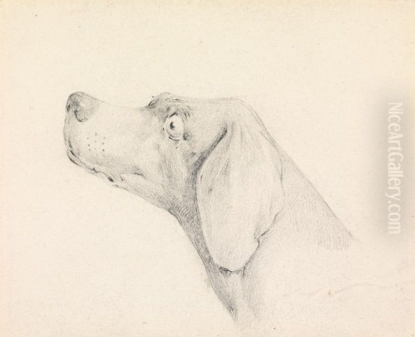 Head of a Pointer, in Profile Left - view 1