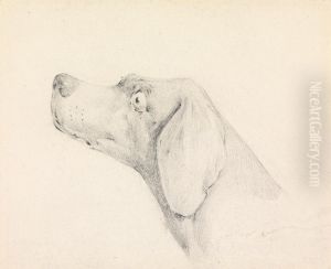 Head of a Pointer, in Profile Left Head of a Pointer, in Profile Left