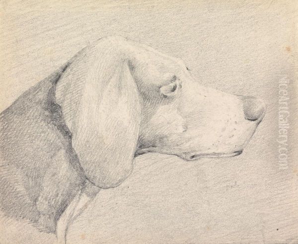 Head of a Foxhound, in Profile Right - view 1