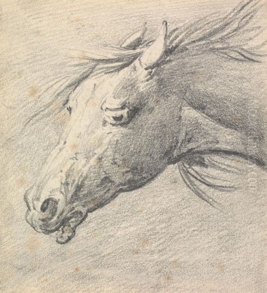 Head and Neck of a Horse, Profile Left - view 1