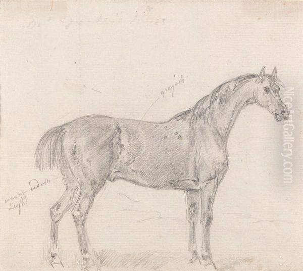 Horse Standing, Side View Facing Right - view 1