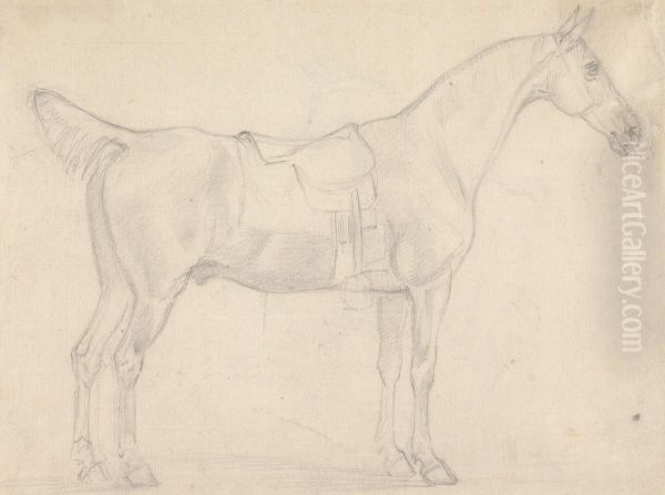 Saddled Horse, Facing Right - view 1
