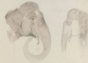 Two Studies of an Indian Elephant's Head