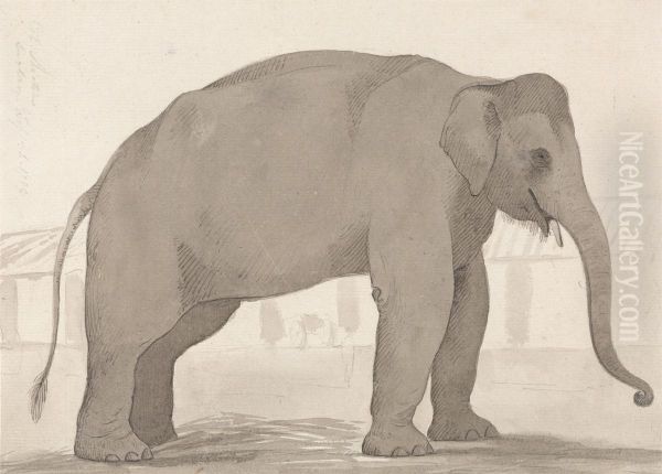 An Indian Elephant at Lucknow, September 1, 1789 - view 1