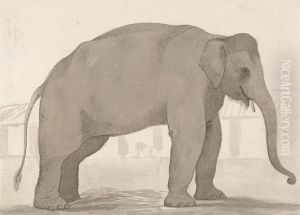 An Indian Elephant at Lucknow, September 1, 1789