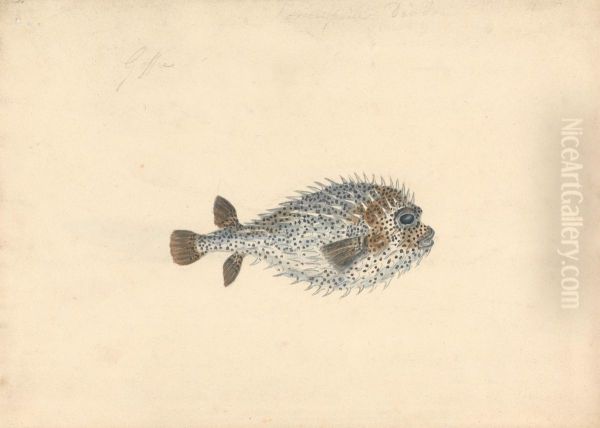 A Porcupine Fish - view 1