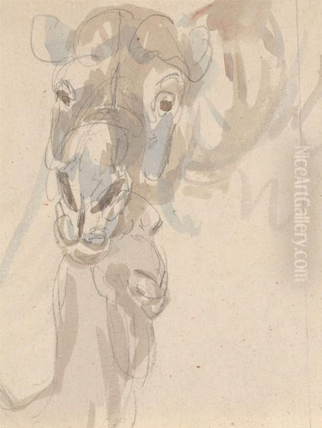 Study of a camel's head - view 1