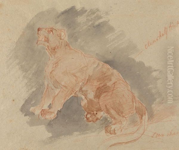 Study of a tiger - view 1