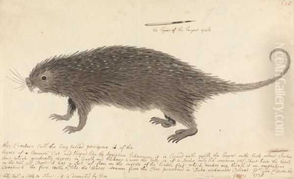 The Long-tailed Porcupine - view 1