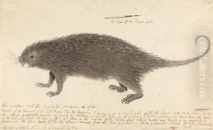 The Long-tailed Porcupine