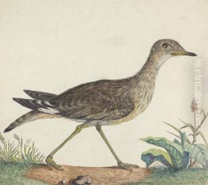 A Stone Curlew
