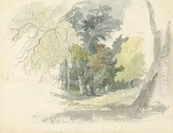 A Woodland Glade - view 1