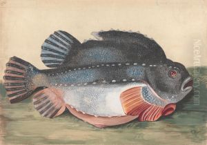 Lumpsucker (Male) by Peter Paillou