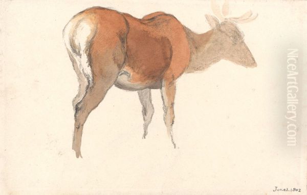 A Stag - view 1