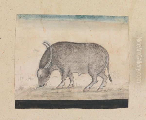 A Waterbuffalo - view 1