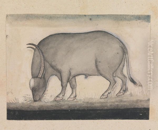 Water Buffalo Grazing - view 1