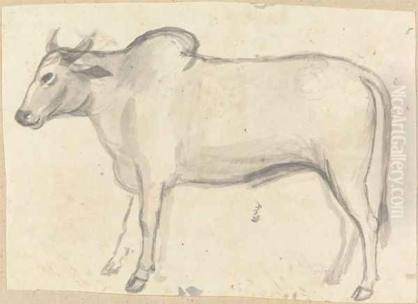 An Ox - view 1