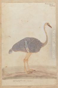 Ostrich by Gangaram Chintaman Tambat