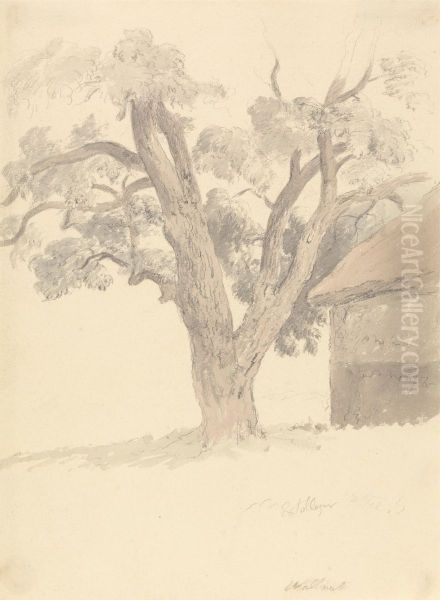 Walnut Tree - view 1