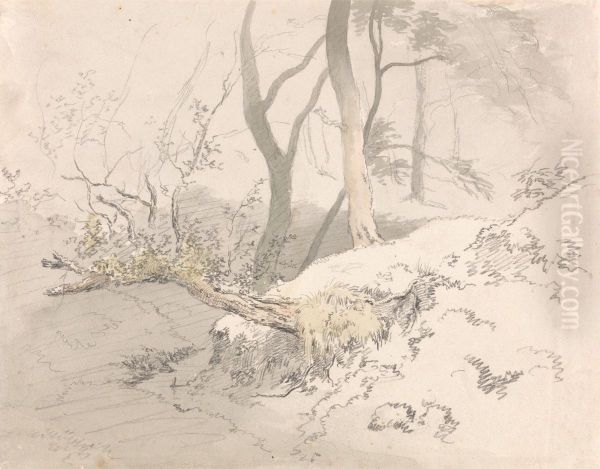 Woodland Shadow - view 1