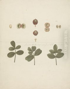 finished drawing of fruit, dissected fruits, and leaves