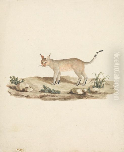 Felis caligata (Booted Lynx) - view 1