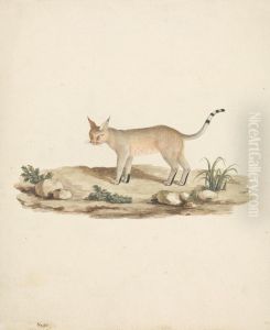 Felis caligata (Booted Lynx) by James Bruce