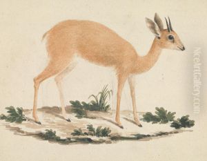 Madoqua (Dik-dik)