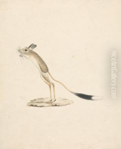 Jerboa
