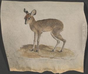 Dik-dik Dik-dik