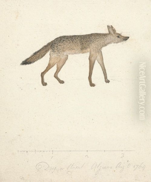 Wolf - view 1