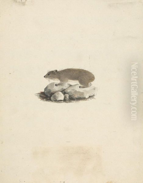 Heterohyrax brucei (Yellow-Spotted Rock Hyrax) - view 1