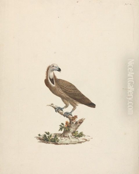 Vulture - view 1