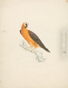 Gypaetus barbatus (Bearded Vulture)