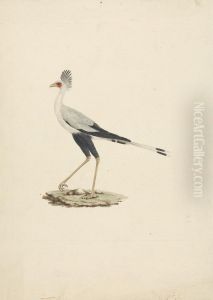 Sagittarius serpentarius (Secretary Bird) by James Bruce