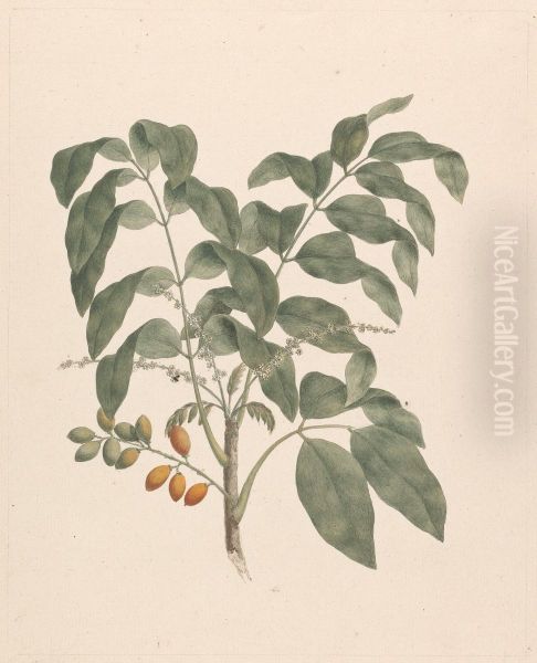 finished drawing with stem of fruits added - view 1