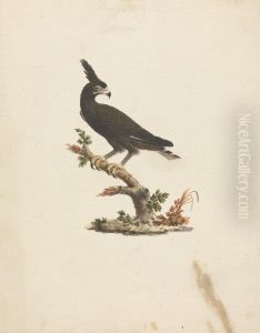 Lophaetus occipitalis (Long-Crested Eagle) by James Bruce
