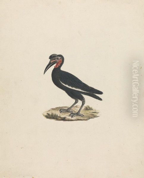 Bocorvus abyssinicus (Abyssinian Ground Hornbill) - view 1