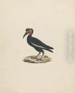 Bocorvus abyssinicus (Abyssinian Ground Hornbill) Bocorvus abyssinicus (Abyssinian Ground Hornbill)