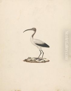 Threkiornis aethiopicus (African Sacred Ibis) Threkiornis aethiopicus (African Sacred Ibis)