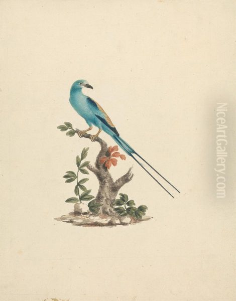 Coracias abyssinicus (Abyssinian Roller) - view 1