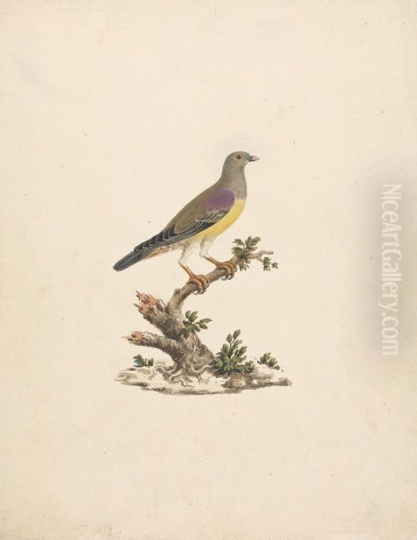 Treron waalia (Bruce's Green Pigeon) - view 1