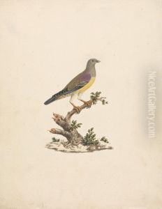Treron waalia (Bruce's Green Pigeon) by James Bruce