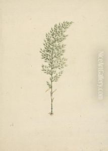 finished drawing of habit with roots by James Bruce
