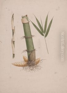 finished drawing of sections of stem and of shoot with leaves by James Bruce