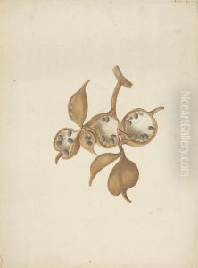 finished drawing of stem with seed pods, some open showing seeds by James Bruce