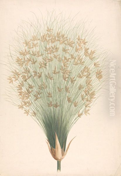 finished drawing of inflorescence - view 1
