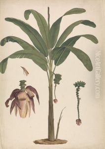 finished drawing with details of inflorescence by James Bruce
