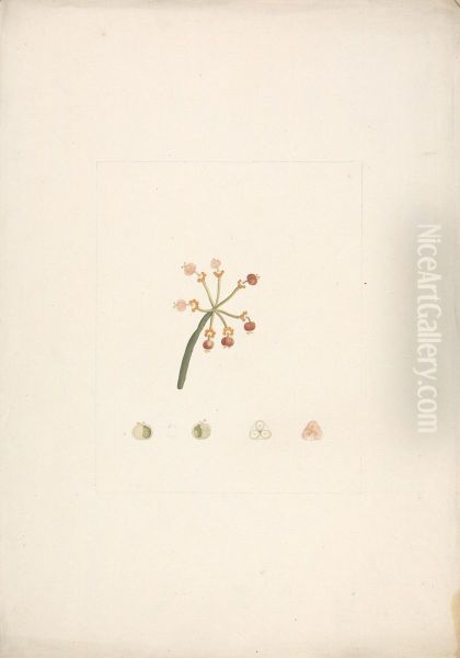 finished drawing of flowering and fruiting shoot, with details of floral dissections - view 1